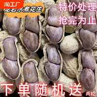 龍巖花生水煮花生蒜香多味五香白曬曬干帶殼堅(jiān)果炒貨解饞小零食