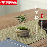 八芽 海島羅漢松指尖微型盆栽桌面小綠植迷你拇指好養(yǎng)植物源頭直發(fā)包郵 凌云羅漢松 陶瓷盆-帶盆栽好