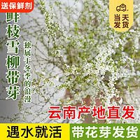 KaiShiguo Plants 開時果 【帶花芽發(fā)貨】60-80cm雪柳10枝 （加贈 保鮮劑）