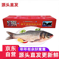 CHINGREE 查干湖 魚現(xiàn)貨 冬捕有機(jī)胖頭魚3.5-4.4斤1條 年貨禮盒年夜飯 源頭直發(fā)