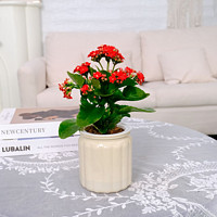 花點時間 桌面盆栽長壽花瑪麗安發(fā)財樹綠植室內(nèi)ins風裝飾懶人