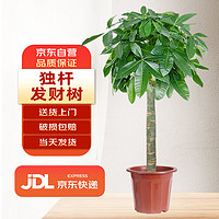 雙盟 發(fā)財(cái)樹盆栽室內(nèi)好養(yǎng)大型綠植盆招財(cái)樹客廳辦公室喬遷開業(yè)源頭直發(fā)