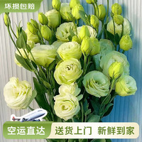 云南鮮花批發(fā)品質(zhì)玫瑰百合水養(yǎng)鮮切花送女友水養(yǎng)鮮花源頭直發(fā) 綠色洋桔梗200g