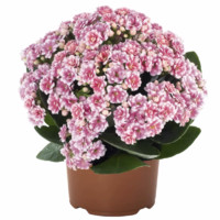 狄古 長(zhǎng)壽花盆栽重瓣金狐貍大花帶花苞花苗四季室內(nèi)開(kāi)花好養(yǎng)的花卉植物