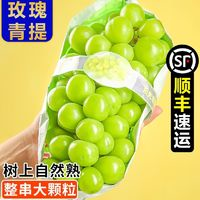 御品一園 陽(yáng)光玫瑰3斤整串晴王葡萄青提無(wú)籽提子香印新鮮水果