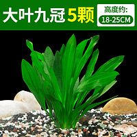 crazy aquatic plants 瘋狂水草 九冠草水草植物凈化水質(zhì)造景水培綠植大葉九冠5顆源頭直發(fā)