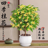 KaiShiguo Plants 開時(shí)果 四季桂花盆栽樹苗濃香型 精品四季桂+原土