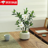 八芽 小葉梔子花盆栽開花植物室內(nèi)桌面茶幾好養(yǎng)花卉綠植辦公室凈化空氣 小葉梔子花-陶瓷豎紋盆