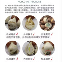 濤和 1-31號(hào)水培郁金香1顆