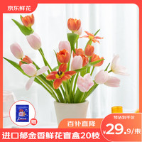 某東鮮花 進口郁金香鮮花盲盒20枝 顏色隨機