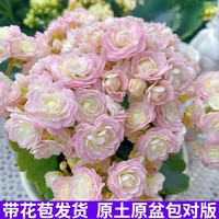 狄古 長壽花盆栽重瓣金狐貍大花帶花苞花苗四季室內(nèi)開花好養(yǎng)的花卉植物