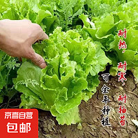 蔬菜種子四季播盆栽陽(yáng)臺(tái)庭院香菜生菜菠菜簡(jiǎn)單秋易種 玻璃生菜種子1包約1000粒