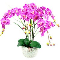 阿木木 蝴蝶蘭 盆栽花苗 室內(nèi)觀花植物 紫蝶蝴蝶蘭+透明原盆+原土