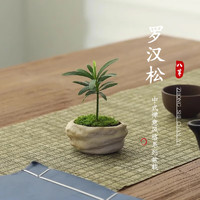 八芽 海島羅漢松指尖微型盆栽 凌云羅漢松（拇指款） 陶瓷盆-帶盆栽好