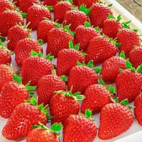 元族 特大果 單果30-50g 紅顏99草莓 2.5斤裝