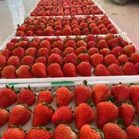 開門福利 單果25-45g 特大果 紅顏99草莓 2.5斤裝