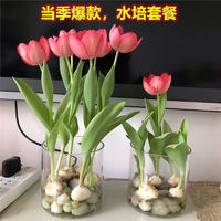 荷蘭進口重瓣郁金香花卉5度大種球百合室內(nèi)外植物盆栽1個隨機顏色
