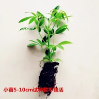 梵花壹木 八方來財(cái) 水培小苗1顆