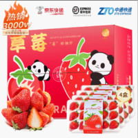 勿語 大涼山高山露天種植新鮮草莓現(xiàn)摘現(xiàn)發(fā) 4盒中大果單果12g+ 凈重2.3斤+