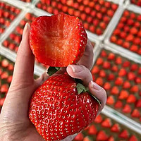 特大果 紅顏99草莓 2.5斤裝 單果25-45g