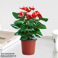 愛你一萬年 水培紅掌盆栽帶花一帆風(fēng)順花卉植物室內(nèi)好養(yǎng)綠植凈化空氣四季開花 單棵紅掌1-3朵花原盆
