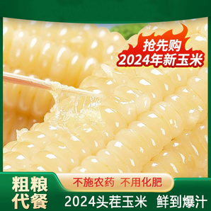 東北白糯玉米金箔裝真空包裝非轉(zhuǎn)基因甜加糯玉米