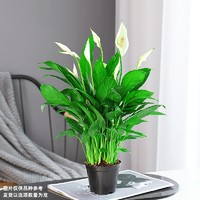 愛你一萬年 白掌一帆風(fēng)順盆栽水培植物綠蘿籮花卉室內(nèi)花綠植紅掌發(fā)財(cái)樹吸甲醛