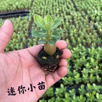 重瓣沙漠玫瑰一年花苗觀花植物四季開(kāi)花室內(nèi)綠植花卉盆栽好養(yǎng) 沙漠玫瑰盆栽 小苗1棵
