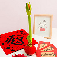 某東鮮花 朱頂紅臘球1個(gè)直徑28-30CM 云南源頭直發(fā)