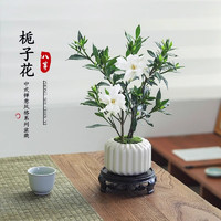 八芽 小葉梔子花盆栽開花植物室內(nèi)桌面茶幾好養(yǎng)花卉綠植辦公室凈化空氣 小葉梔子花-陶瓷豎紋盆 帶盆栽好