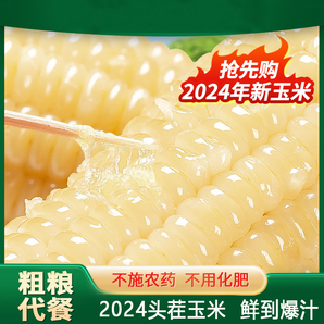 東北白糯玉米金箔裝真空包裝非轉(zhuǎn)基因甜加糯玉米