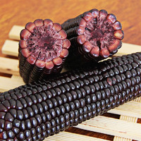 佟創(chuàng) 2024年新鮮東北黑玉米  東北黑玉米均重150g*14棒