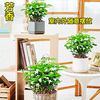 櫻霞 白茉莉10棵左右+加侖盆源頭直發(fā)