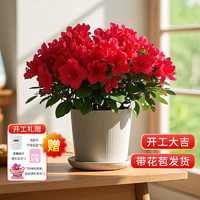 某東鮮花 杜鵑花苗盆栽帶花苞四季開(kāi)花