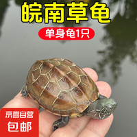 萌龜飼家 MengGuiSiJia 網紅壯苗小草龜(贈龜糧) 2-3厘米