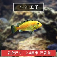 鯛科魚 非洲王子 5條 單獨(dú)分裝！??！