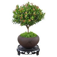 八芽 小葉赤楠盆景擺件室內(nèi)綠植花卉盆栽老樁客廳 （舍得紫砂盆赤楠+鋪面+底座）