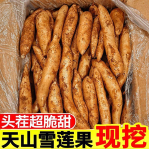 云南特產(chǎn)雪蓮果新鮮當(dāng)季現(xiàn)挖紅心云南天山雪蓮果優(yōu)質(zhì)果實(shí)美味營(yíng)養(yǎng)