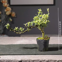 泰西絲 懸崖六月雪 盆栽植物
