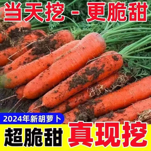 帶土胡蘿卜沙土地蔬菜水果紅蘿卜現(xiàn)挖現(xiàn)發(fā)新鮮農(nóng)家自種營養(yǎng)豐富