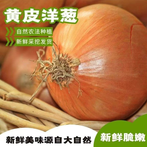 山東優(yōu)質(zhì)黃皮洋蔥新鮮大洋蔥頭白心圓蔥農(nóng)家自種精品洋蔥包郵