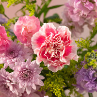 花點時間 婦女節(jié)禮物 不負韶光 康乃馨花束 +蝴蝶發(fā)卡 3月7日-8日（區(qū)間收花）