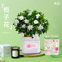 某東鮮花 梔子花盆栽