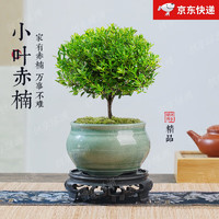 創(chuàng)享綠洲 小葉赤楠 陶瓷花盆景 綠色裂紋盆 苔蘚 圓底座