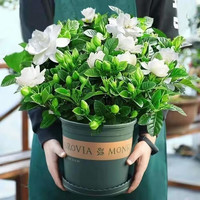 濃香型大盆牡丹梔子花四季開(kāi)花 梔子花90+加侖盆