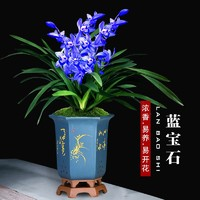 花丫花丫 超香型 蘭花 藍(lán)寶石 室內(nèi)盆栽花卉綠植 基地直銷 藍(lán)寶石