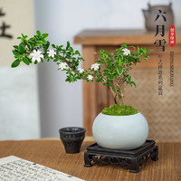 創(chuàng)享綠洲 六月雪+冰裂陶瓷盆+方底座+苔蘚（養(yǎng)護后開花）