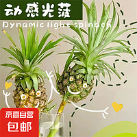 自營  水培菠蘿切支1支