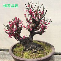 花竹戀 紅梅盆景樹樁盆栽