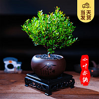 開(kāi)時(shí)果 KaiShiguo Plants 小葉赤楠盆景擺件 室內(nèi)綠植花卉盆栽老樁客廳辦公室桌面好養(yǎng)植物 赤楠（舍得紫砂盆+黑石+底座）